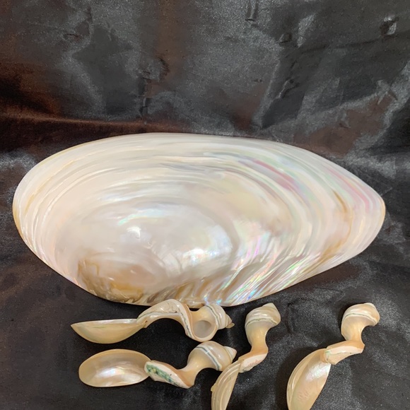Polished Pearlized Large Clamshell Serving Dish and 4 Conch & Clamshell Spoon - Picture 2 of 12
